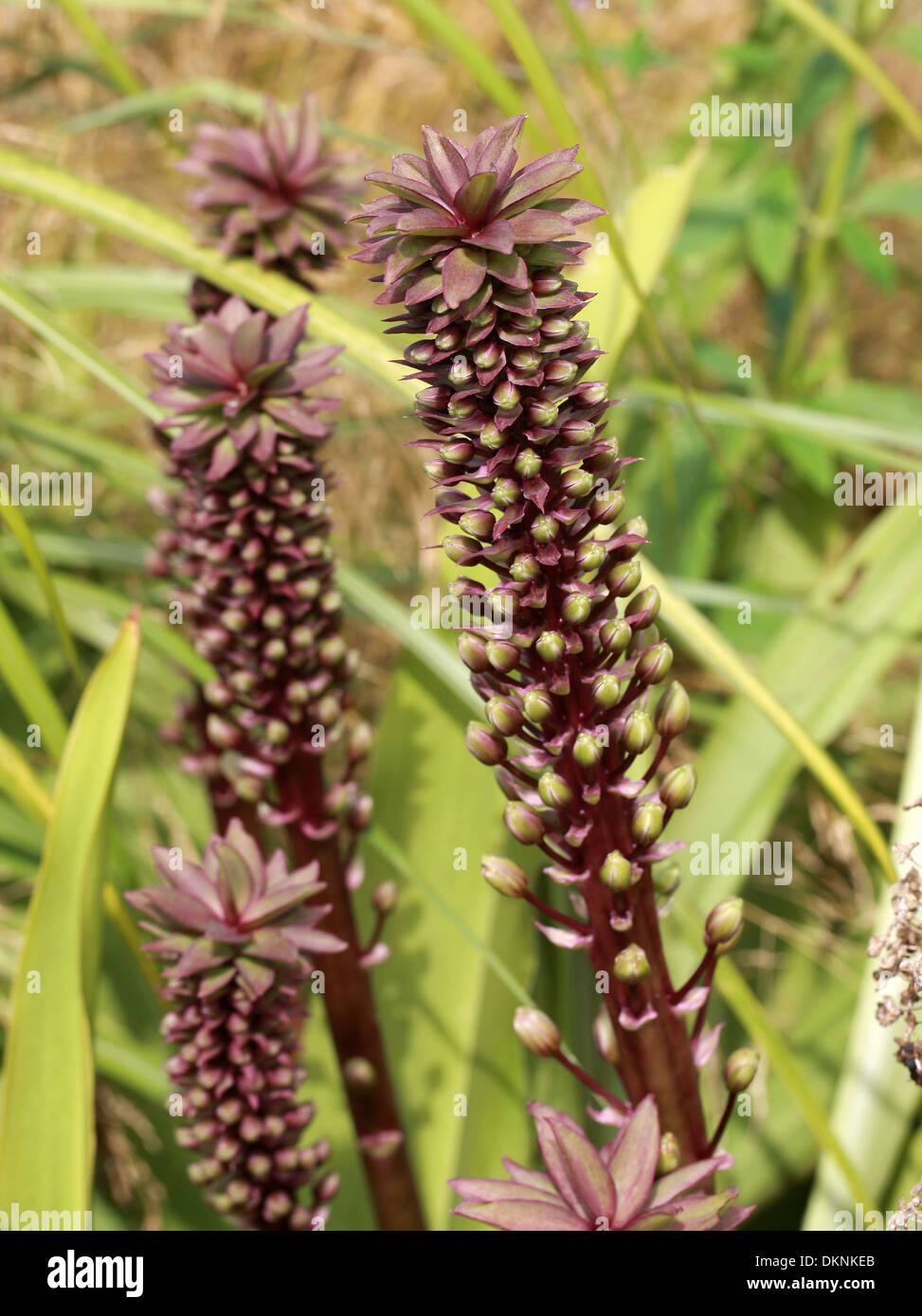 Pineapple Lily, Eucomis comosa, syn E. punctata, Hyacinthaceae, South Africa Stock Photo