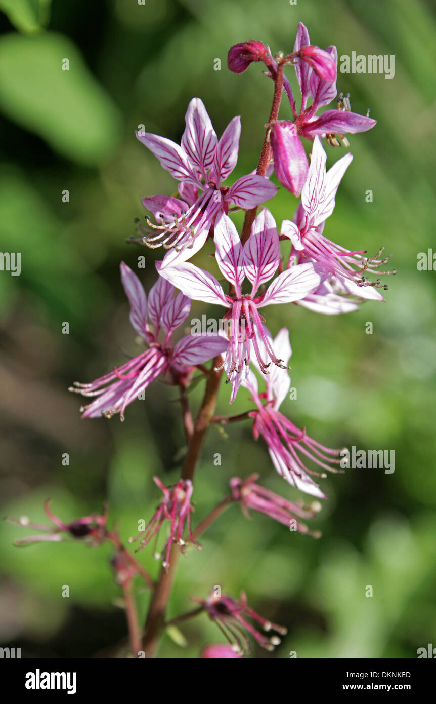 Gas Plant, Burning Bush or False Dittany, Dictamnus albus