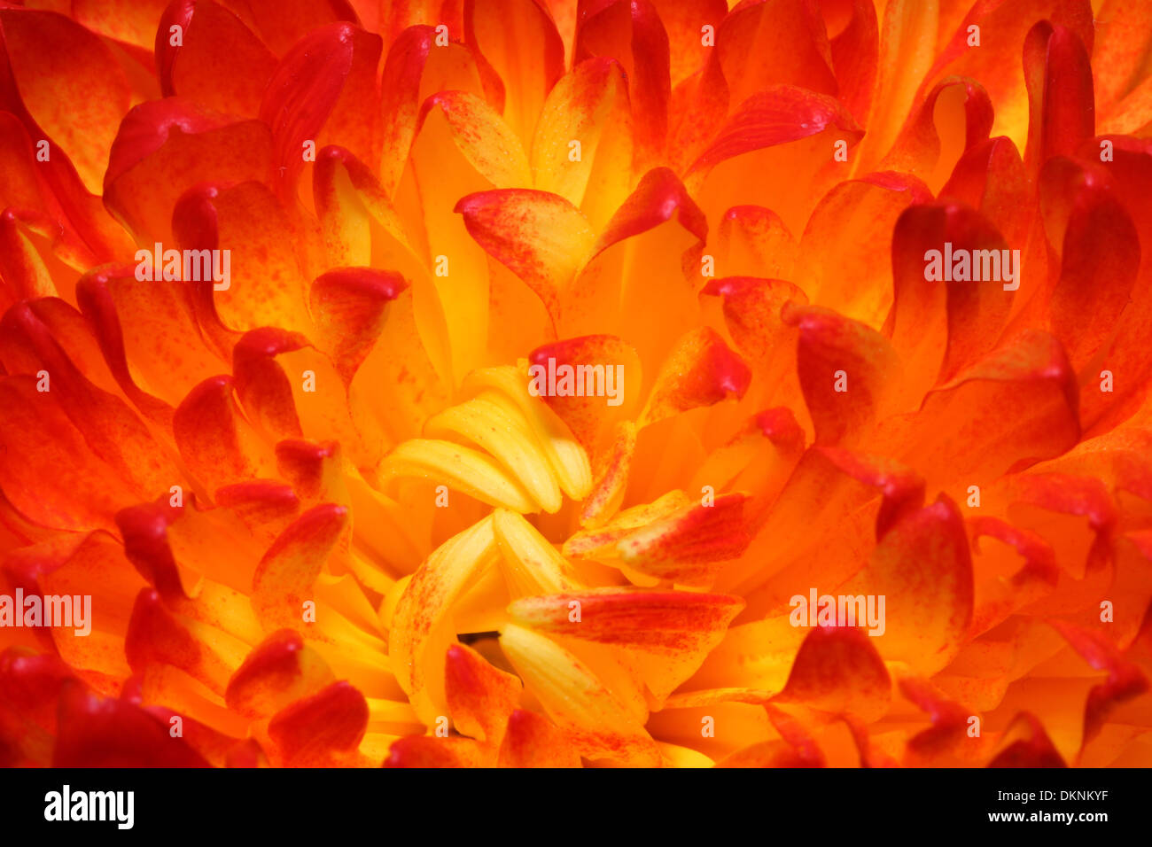 Chrysanthemum closeup image hi-res stock photography and images - Alamy