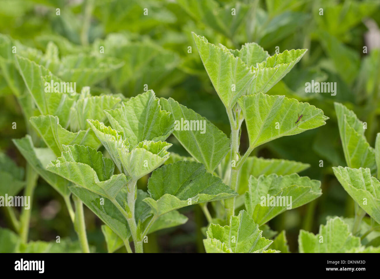 common marshmallow, marshmallow, marsh mallow, leaves, Echter Eibisch, ArzneiEibisch, Blätter