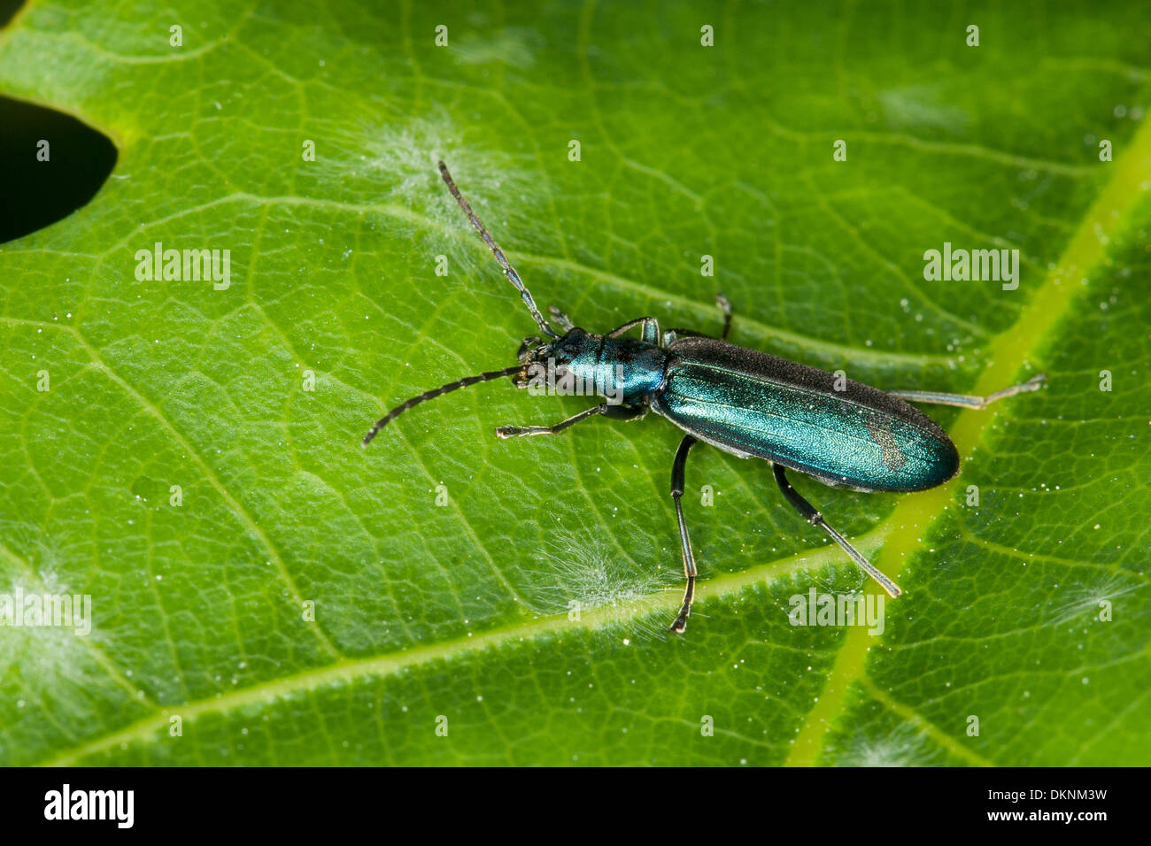 Pollenfeeding Beetle, Thicklegged Flower Beetle, false blister