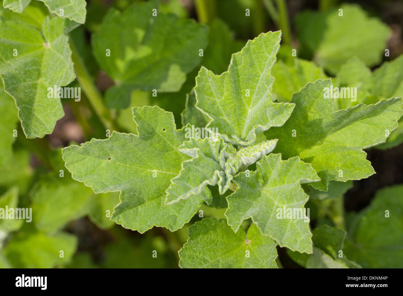 common marshmallow, marshmallow, marsh mallow, leaves, Echter Eibisch, ArzneiEibisch, Blätter