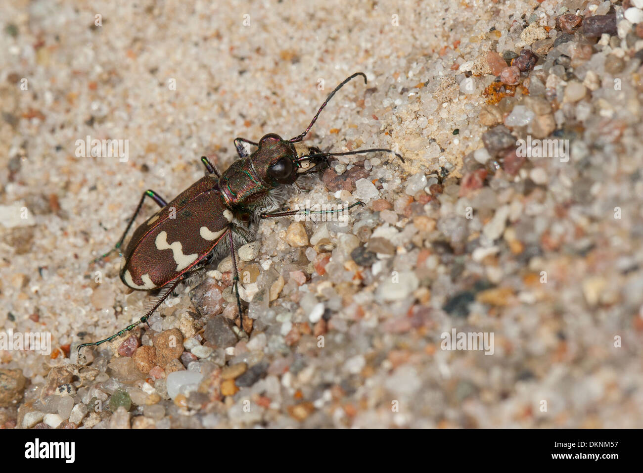northern dune tiger beetle, Dünen-Sandlaufkäfer, Brauner Sandlaufkäfer, Sand-Laufkäfer, Cicindela hybrida, ground beetles Stock Photo