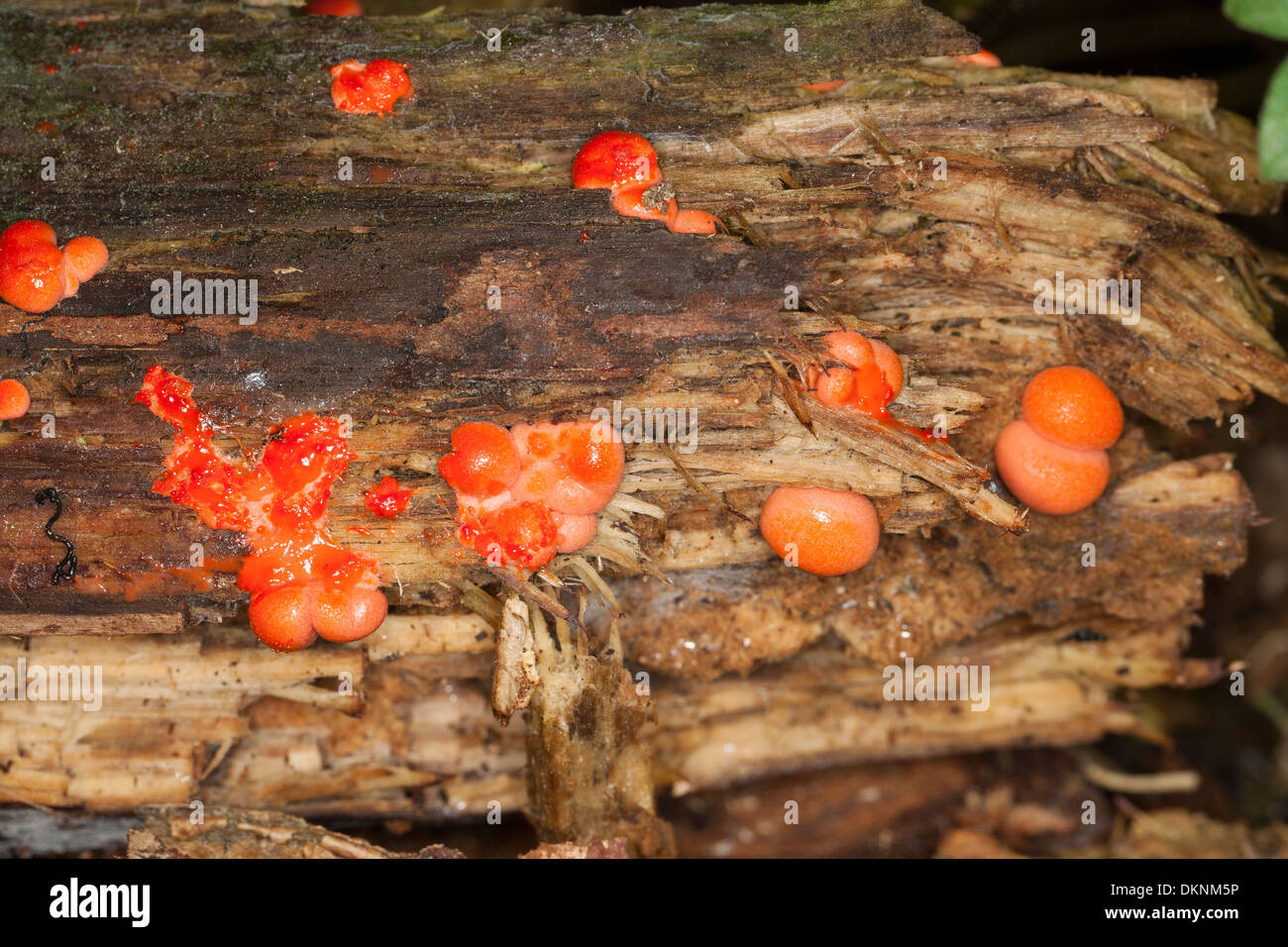 wolf's milk, groening's slime, plasmodial slime mould, Blutmilchpilz, Blut-Milchpilz, Schleimpilz, Lycogala epidendrum Stock Photo