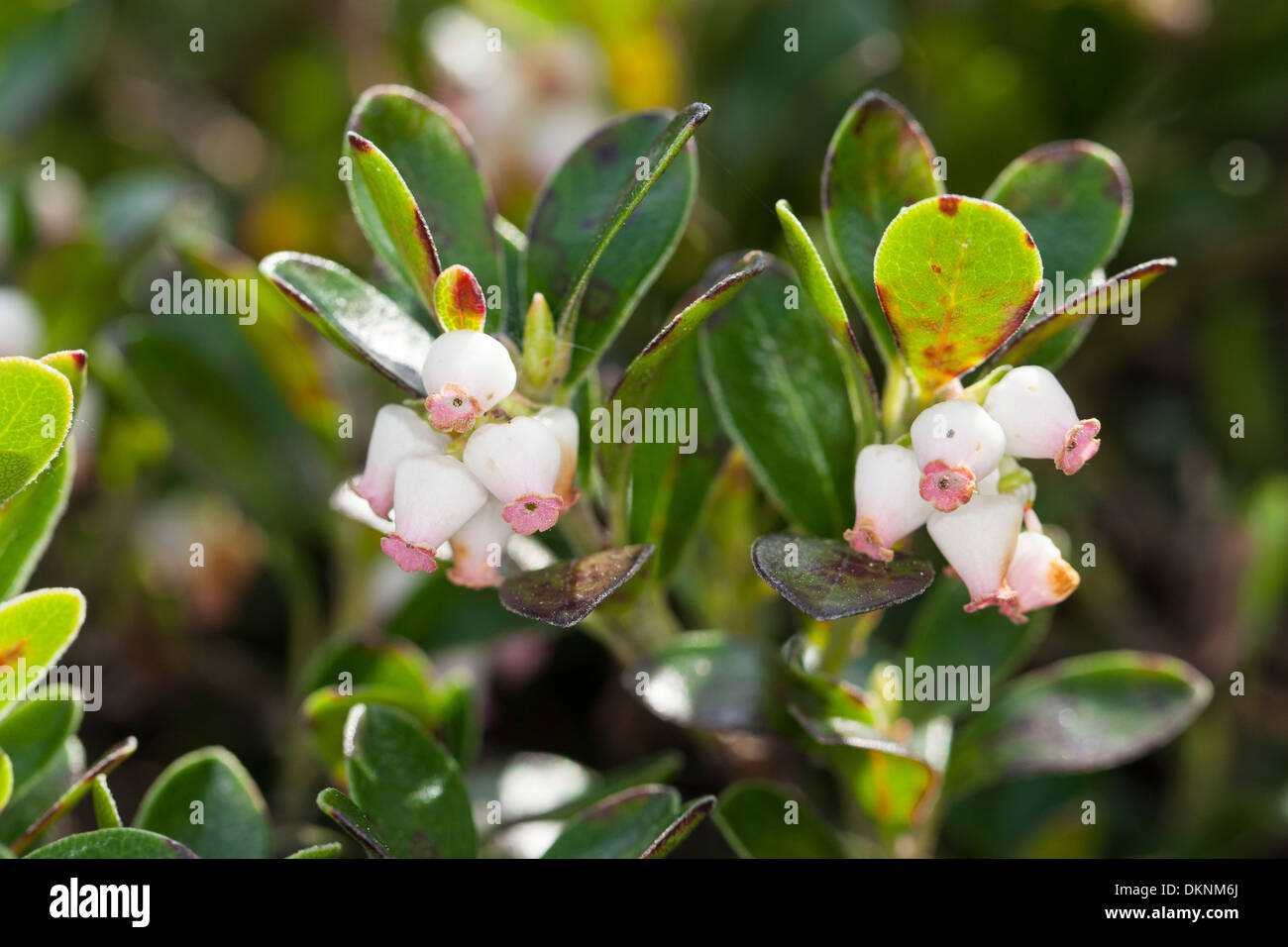 Bearberry, Mountain Cranberry, Echte Bärentraube, Immergrüne Bärentraube, Arctostaphylos uva-ursi, Busserolle, Raisin d´ours Stock Photo