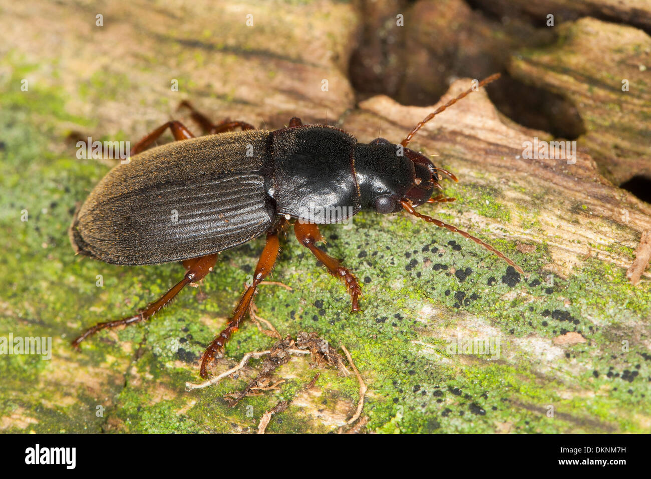 Strawberry Seed Beetle, Behaarter Schnellläufer, Behaarter Schnelläufer