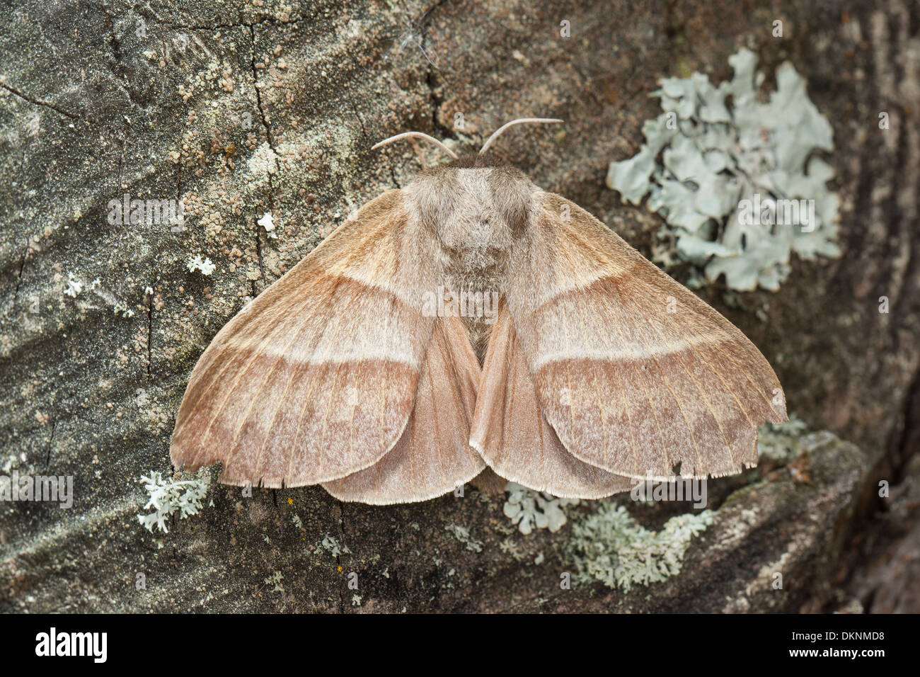 Fox moth, female, Brombeerspinner, Brombeer-Spinner, Weibchen ...