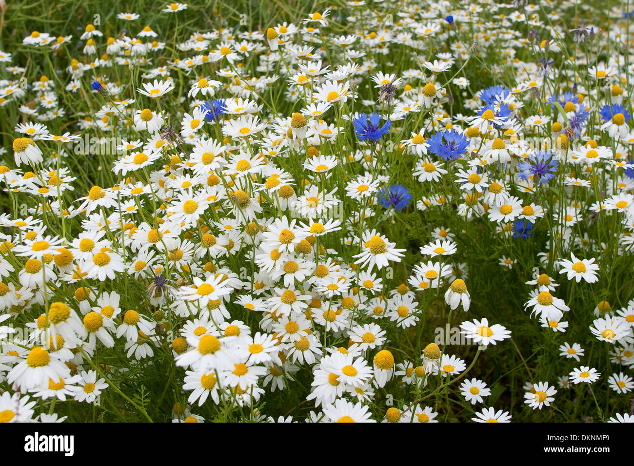German Chamomile, wild chamomile, scented mayweed, Echte Kamille