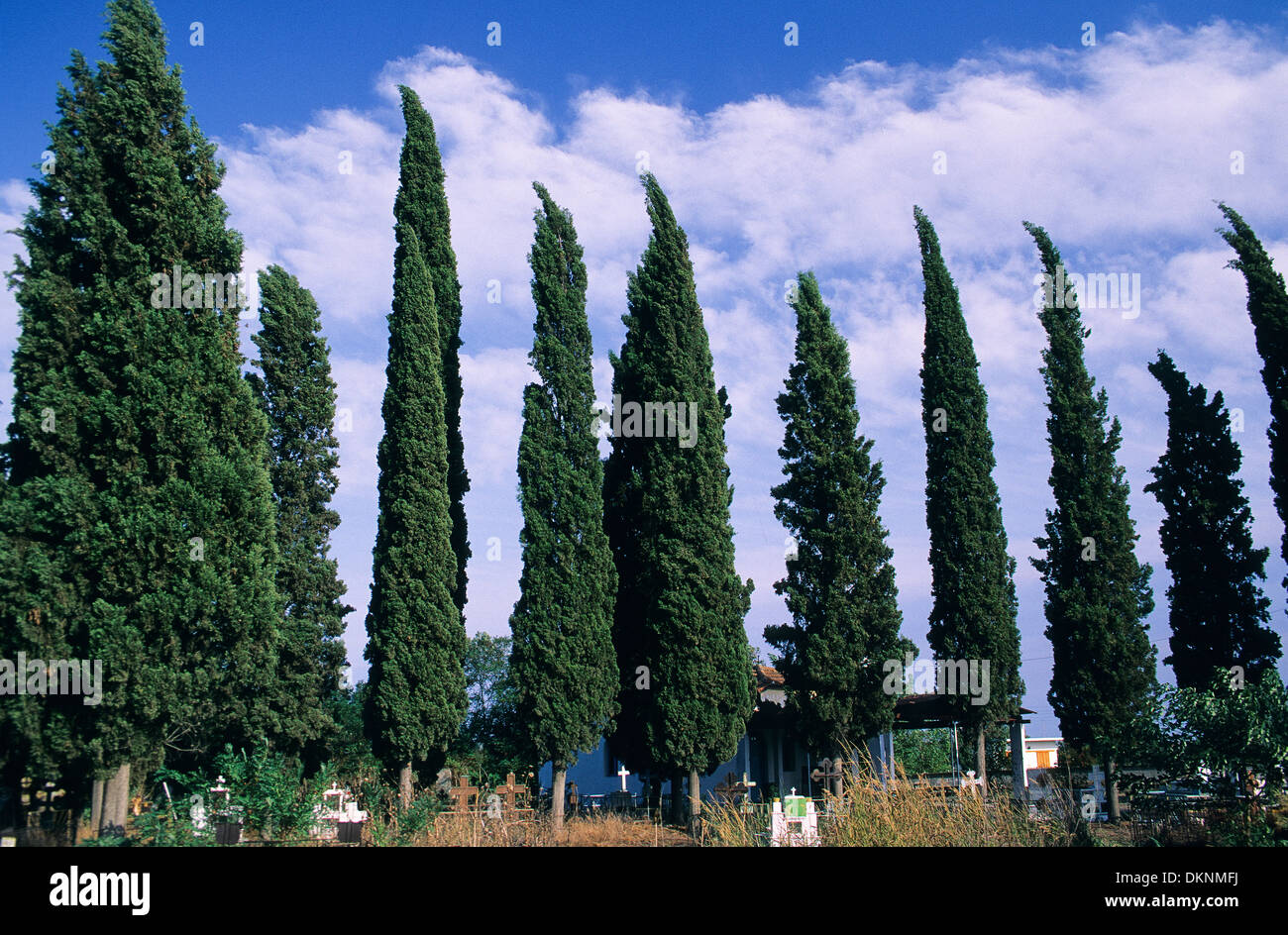 Mediterranean Cypress, Italian Cypress, Tuscan Cypress, Graveyard Cypress, Pencil Pine, Echte Zypresse, Cupressus sempervirens Stock Photo