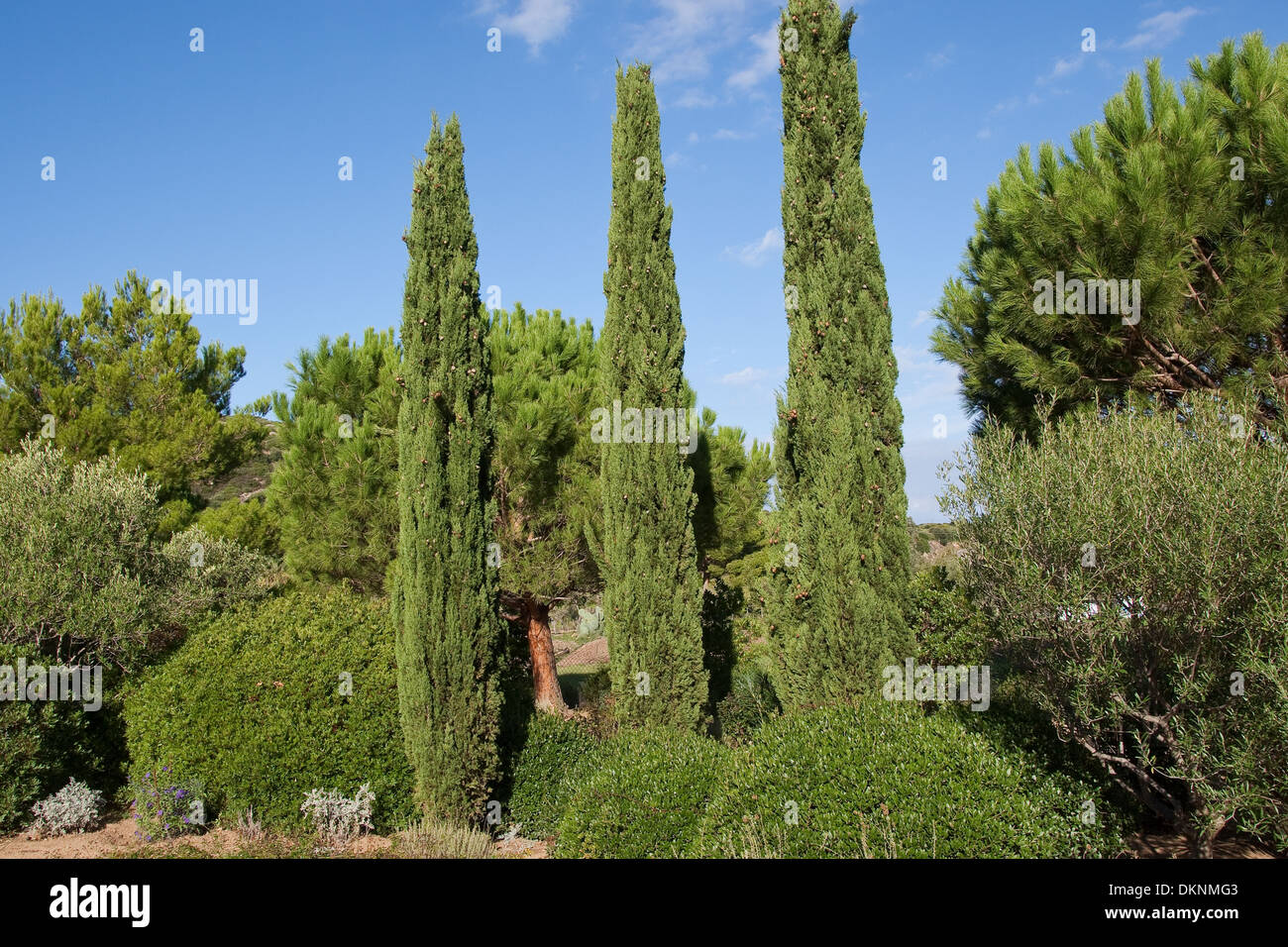 Mediterranean Cypress, Italian Cypress, Tuscan Cypress, Graveyard Cypress, Pencil Pine, Echte Zypresse, Cupressus sempervirens Stock Photo