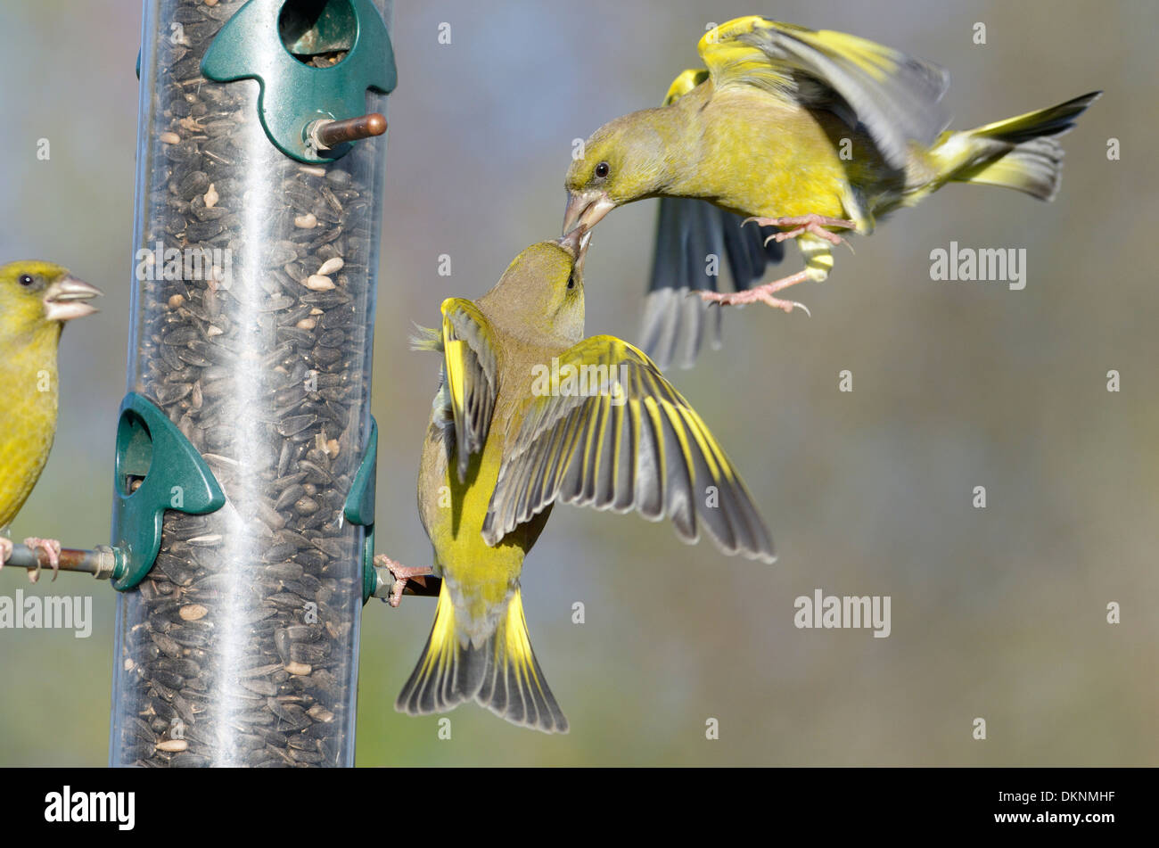 Garden bird feeder, Greenfinches, carduelis chloris, squabbling over food, Norfolk, UK, December Stock Photo