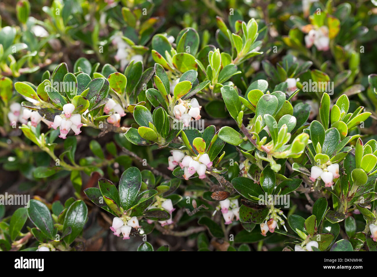Bearberry, Mountain Cranberry, Echte Bärentraube, Immergrüne Bärentraube, Arctostaphylos uva-ursi, Busserolle, Raisin d´ours Stock Photo