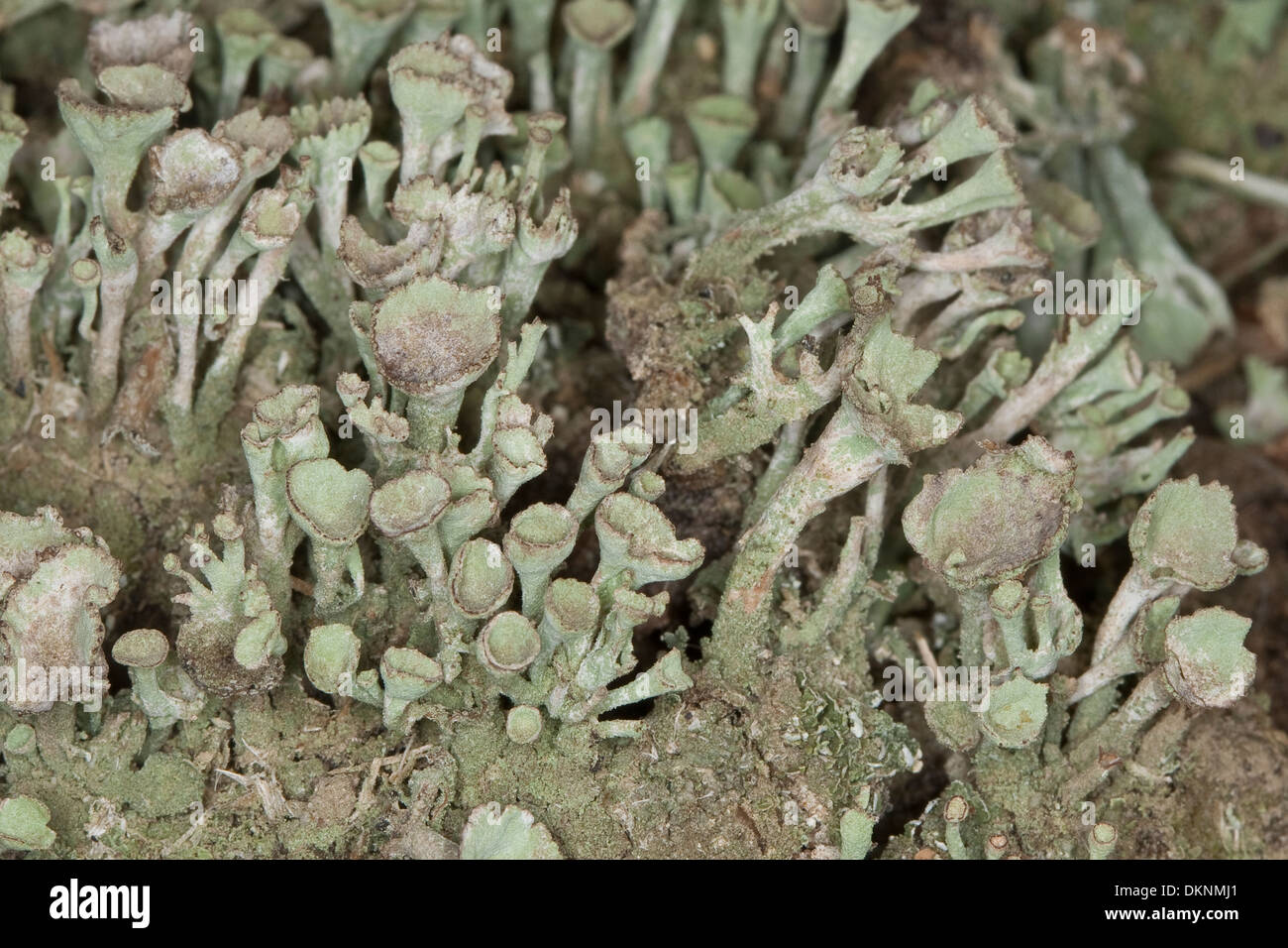 Cup Lichen, Echte Becherflechte auf einem alten Zaunpfahl, Totholz, Cladonia pyxidata s.l. Stock Photo