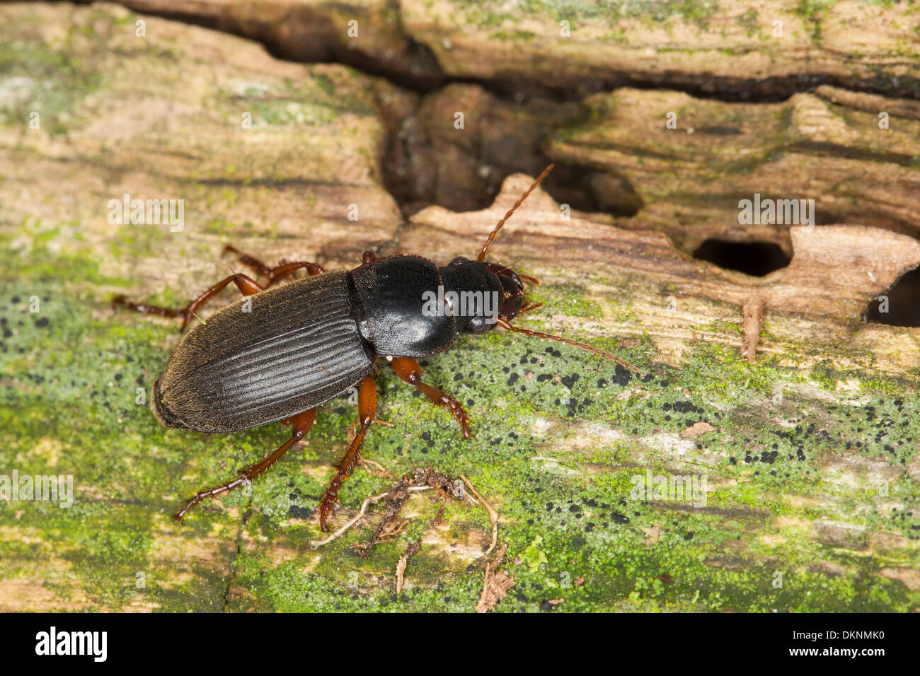 Strawberry Seed Beetle, Behaarter Schnellläufer, Behaarter Schnelläufer, Harpalus rufipes, Pseudoophonus rufipes Stock Photo