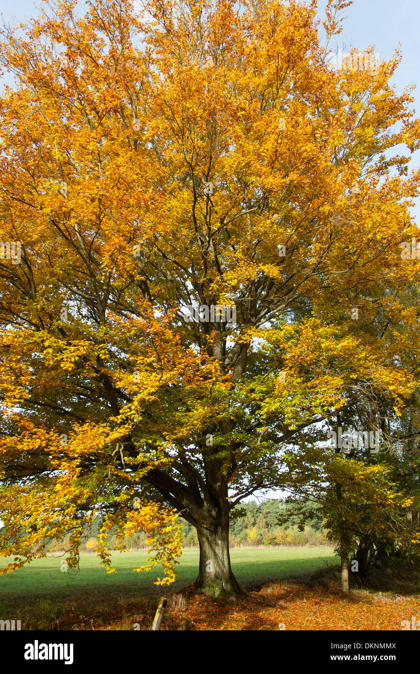 European beech, autumn foliage, fall foliage, autumn colors, Buche im Herbst, Herbstfärbung, Rotbuche, Fagus sylvatica Stock Photo