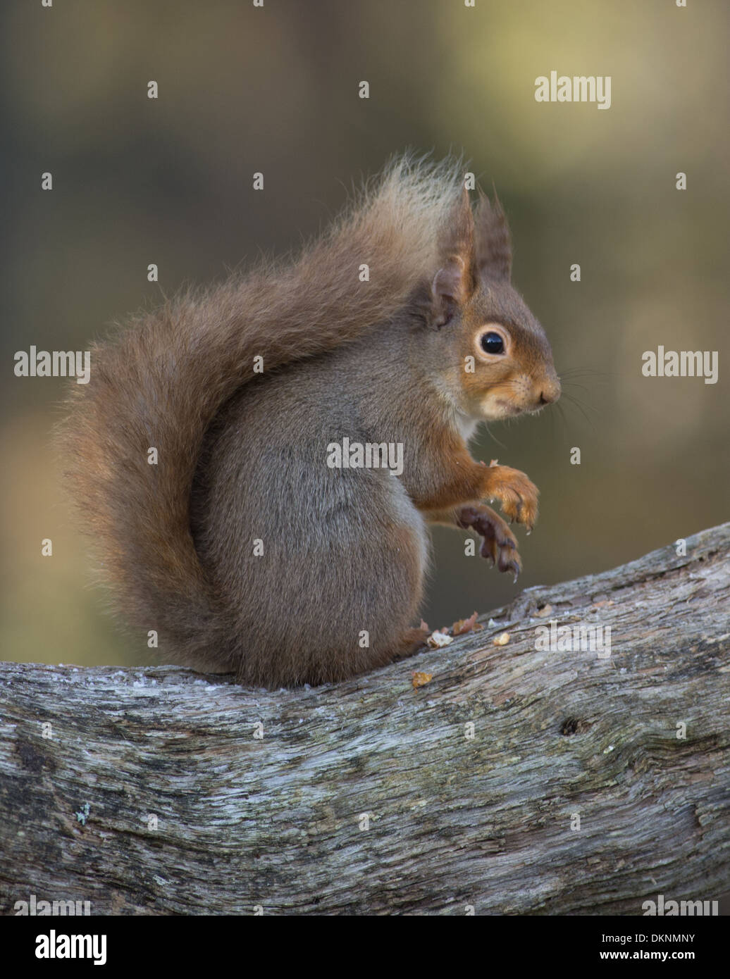 Red squirrel on branch Stock Photo