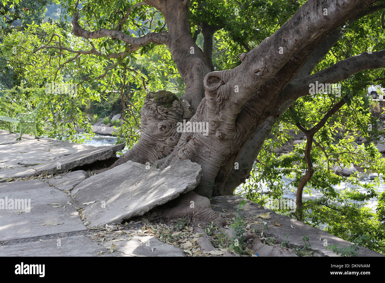 A tree growing into a sidewalk causing it to buckle and crumble, in Puerto Vallarta, Mexico. Stock Photo