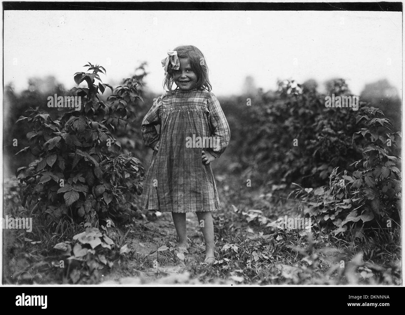 Laura Petty, a 6 year old berry picker on Jenkins Farm. 'I'm just beginnin'. Licked two boxes yesterday.' Gets 2... 523206 Stock Photo