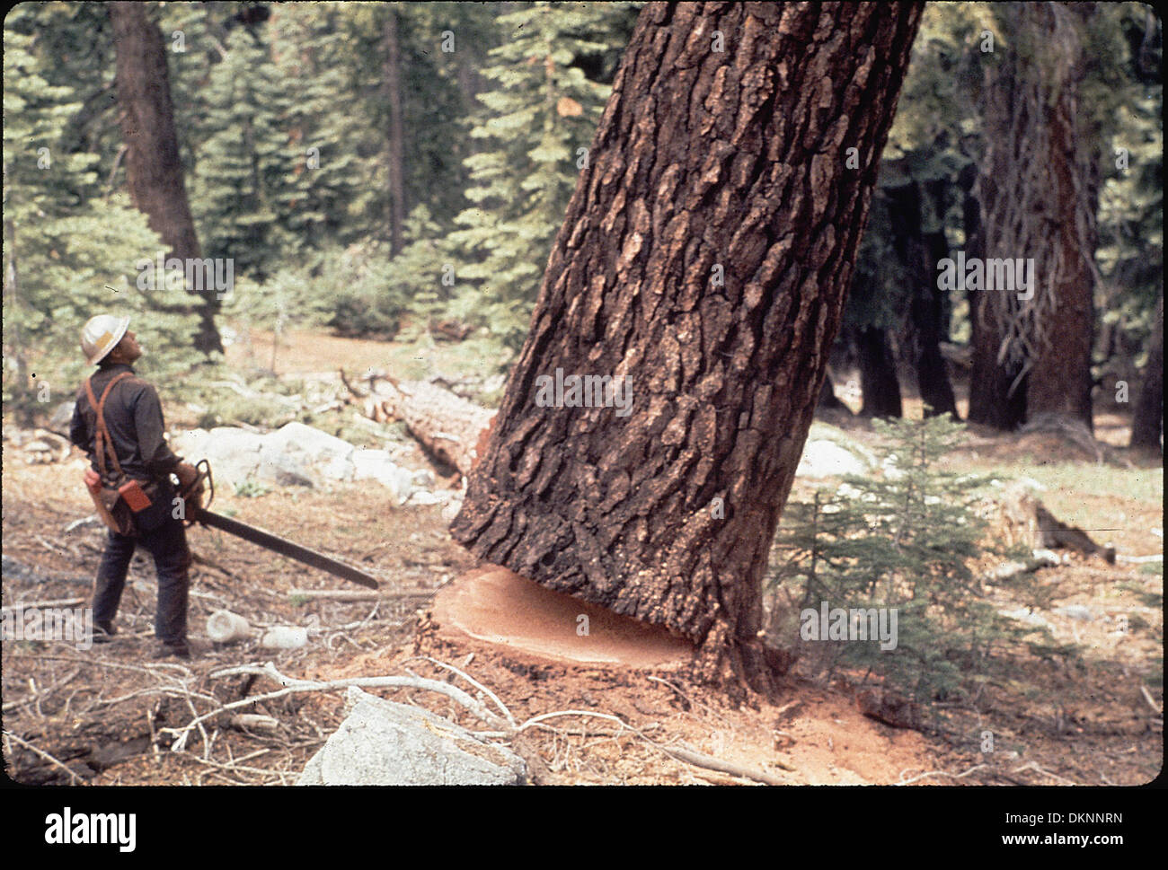 American historical logging hi-res stock photography and images - Alamy