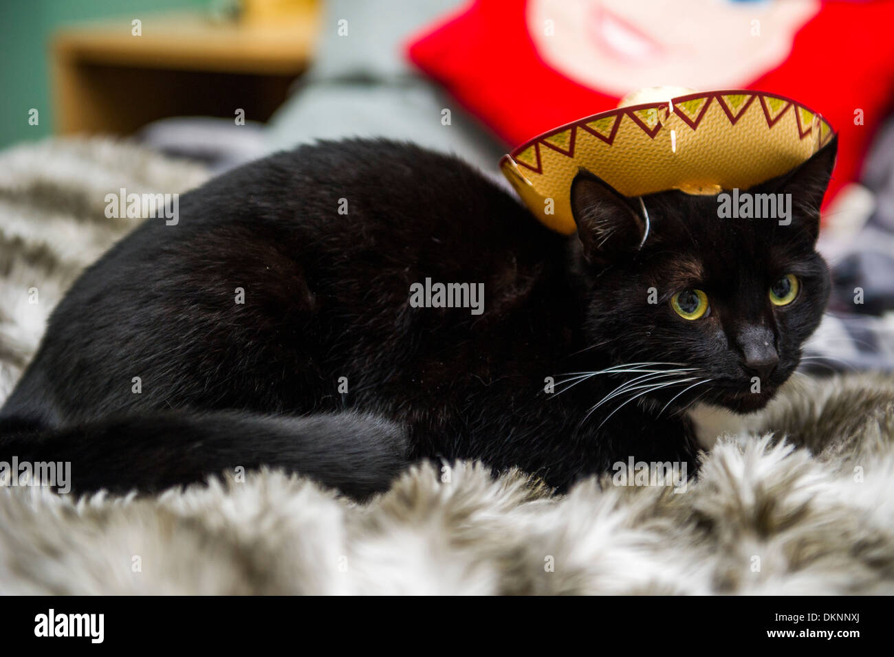 A cat wearing a novelty sombrero hat Stock Photo