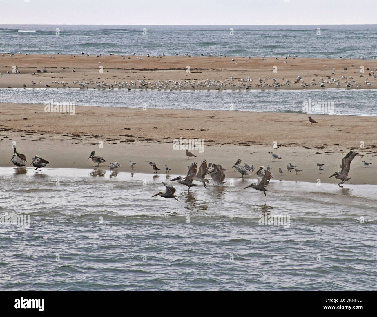 Pelicans, seagulls, sandpipers and other sea birds populate an isolated sand bar in the Pamlico Sound in the Outer Banks of NC Stock Photo
