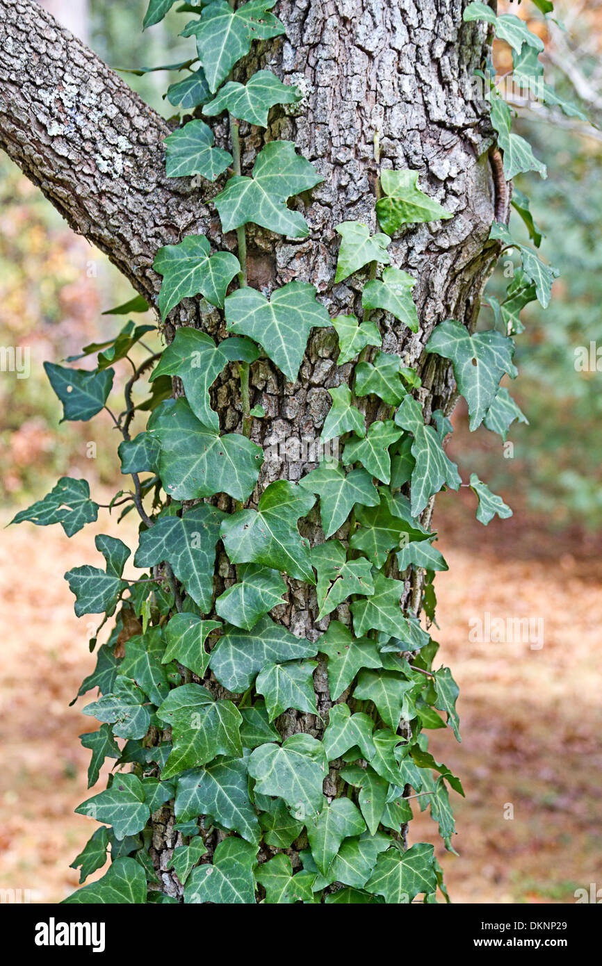 Rock Climbing Board: English Ivy Climbing Vine
