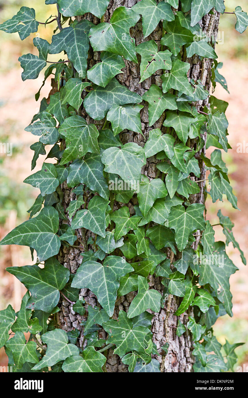 Close up of English ivy climbing up the trunk of a dogwood tree Stock ...