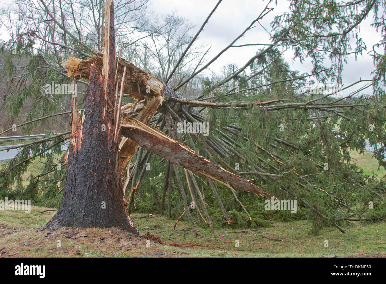 A pine tree snapped in two by storm winds Stock Photo