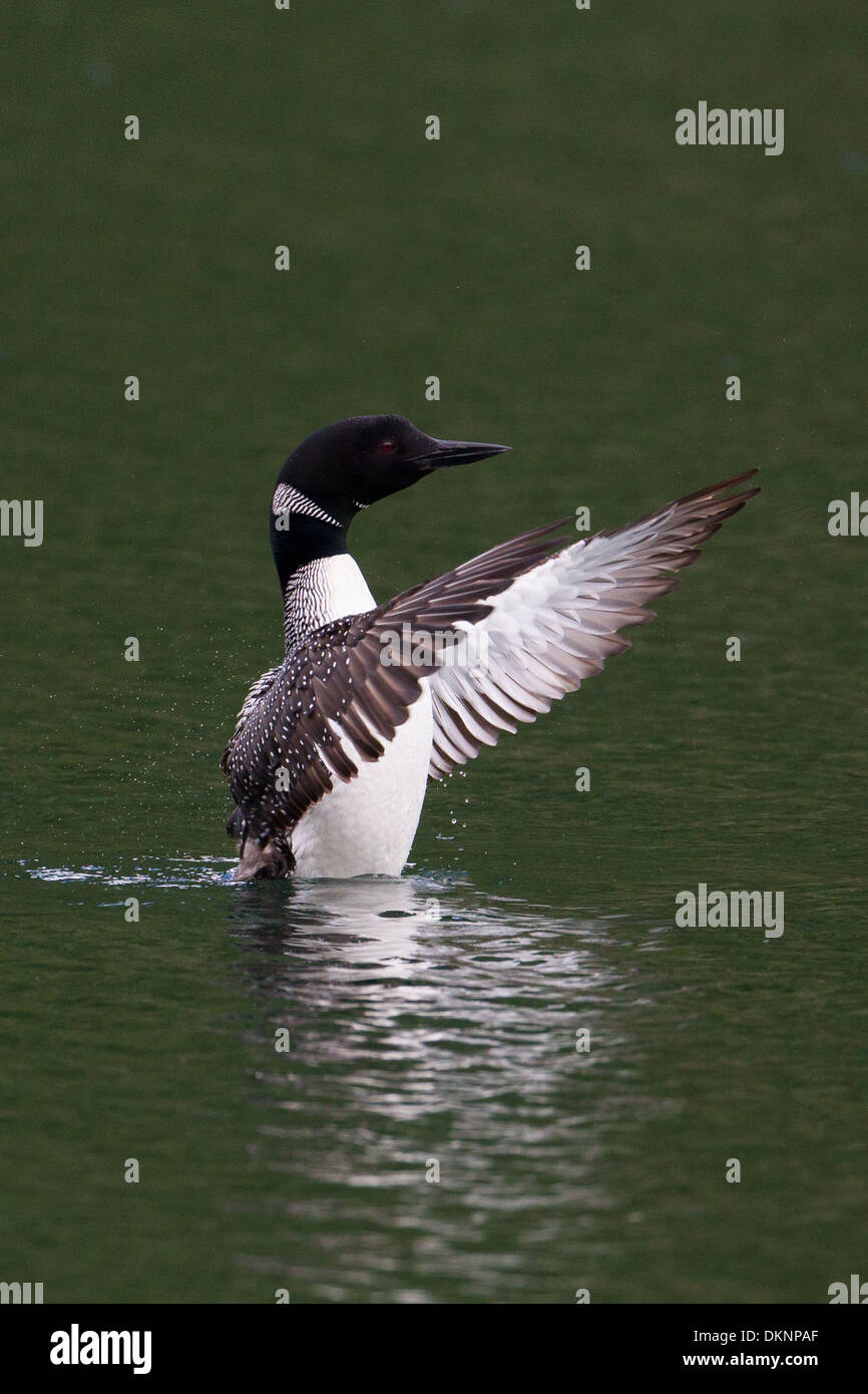 Great Northern Diver (Common Loon) Gavia immer Stock Photo