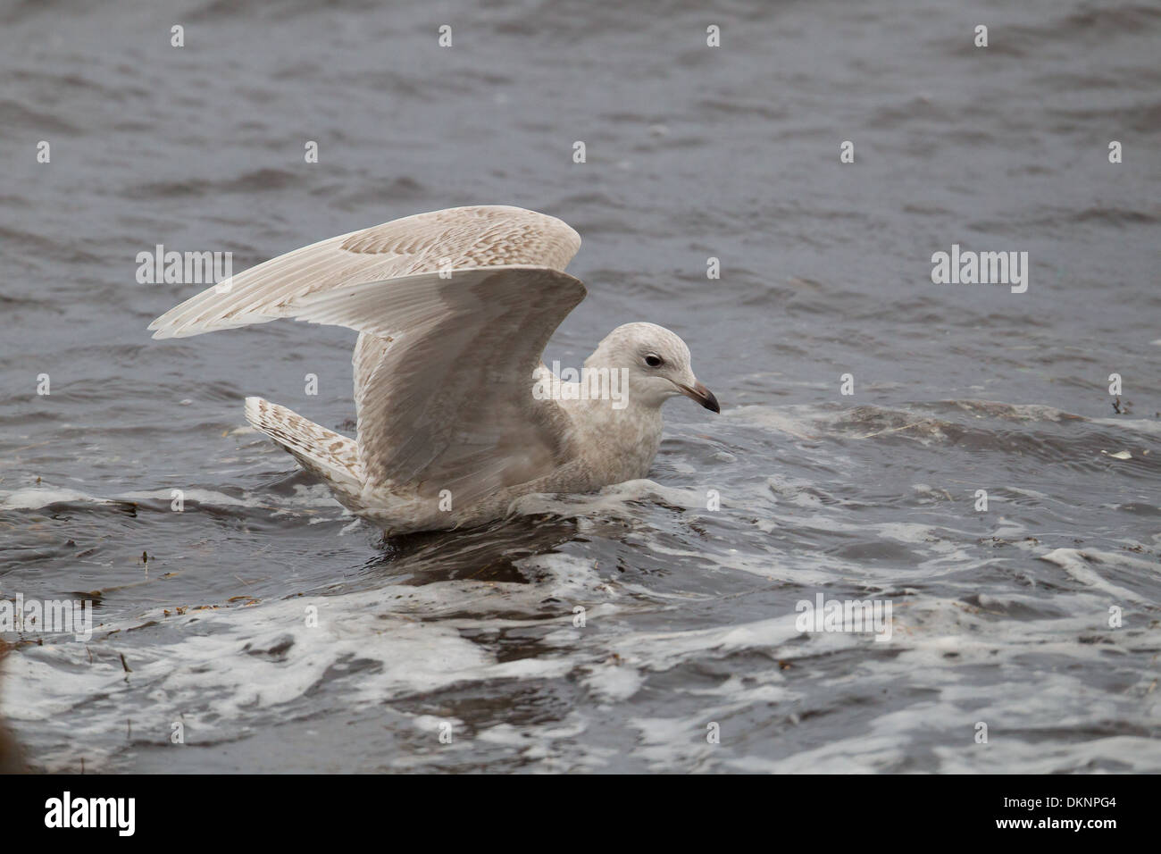 First Winter Iceland Gull Larus Glaucoides, Shetland, Scotland, UK ...