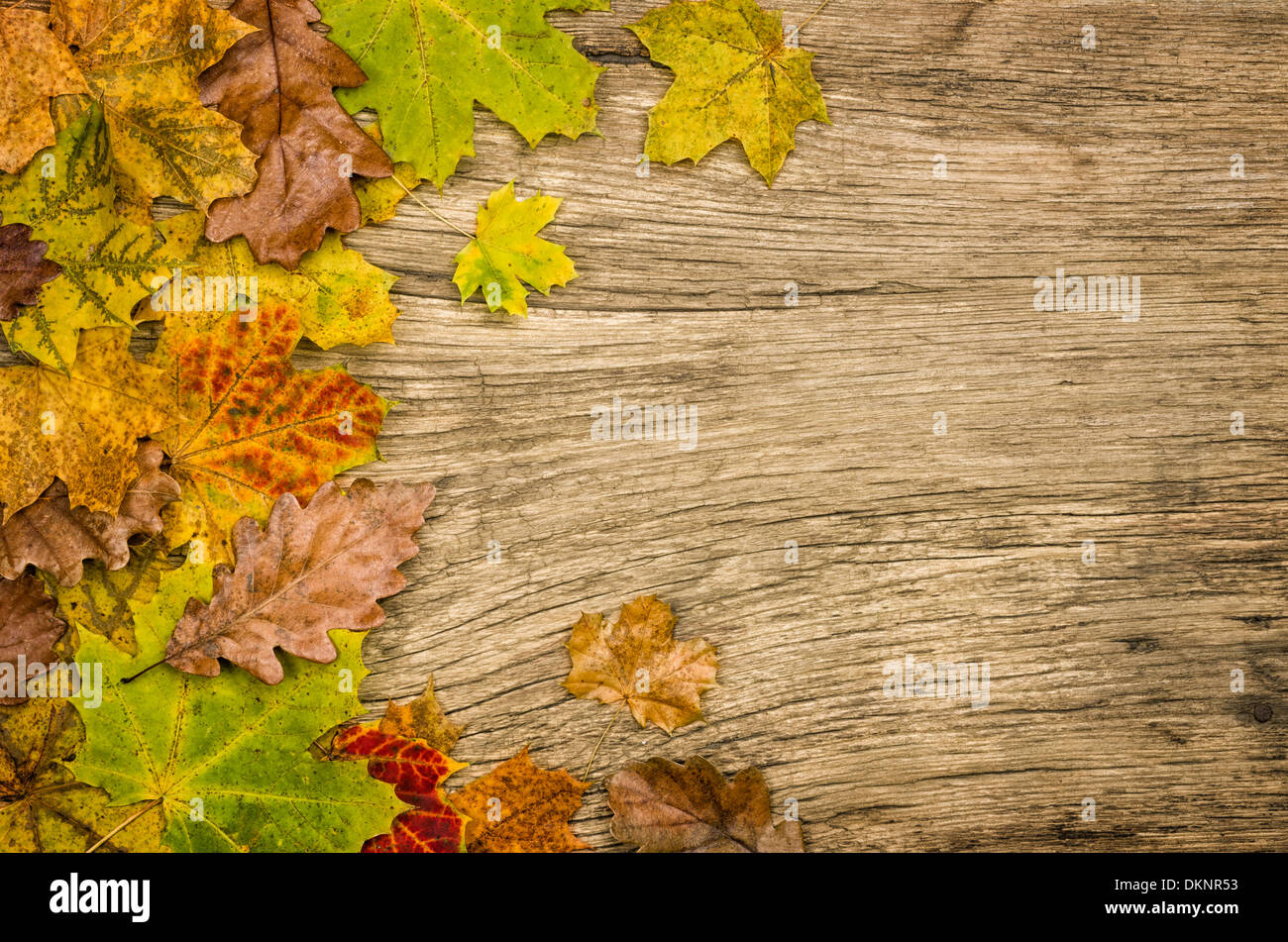 Rustic wooden background with colorful autumn leaves Stock Photo