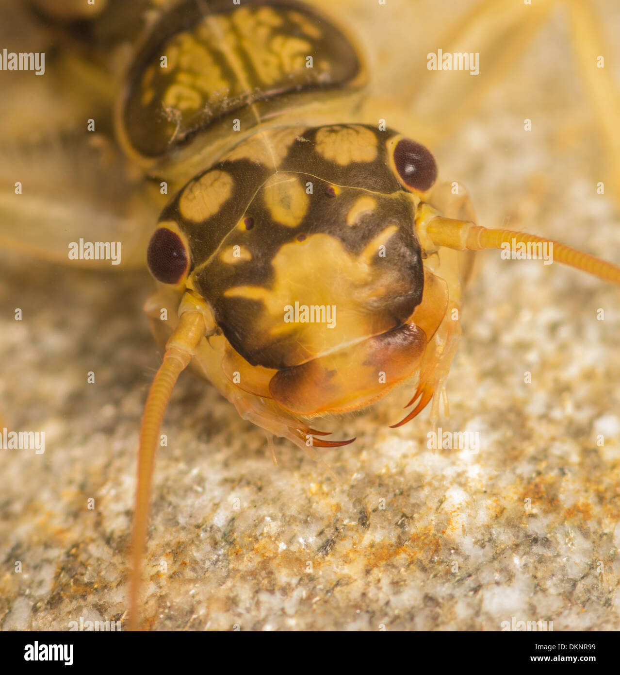 Orange striped Stonefly Perlodes mortoni  nymph Stock Photo