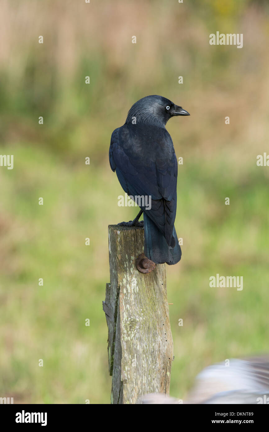 Eurasian Jackdaw (Corvus monedula) Stock Photo