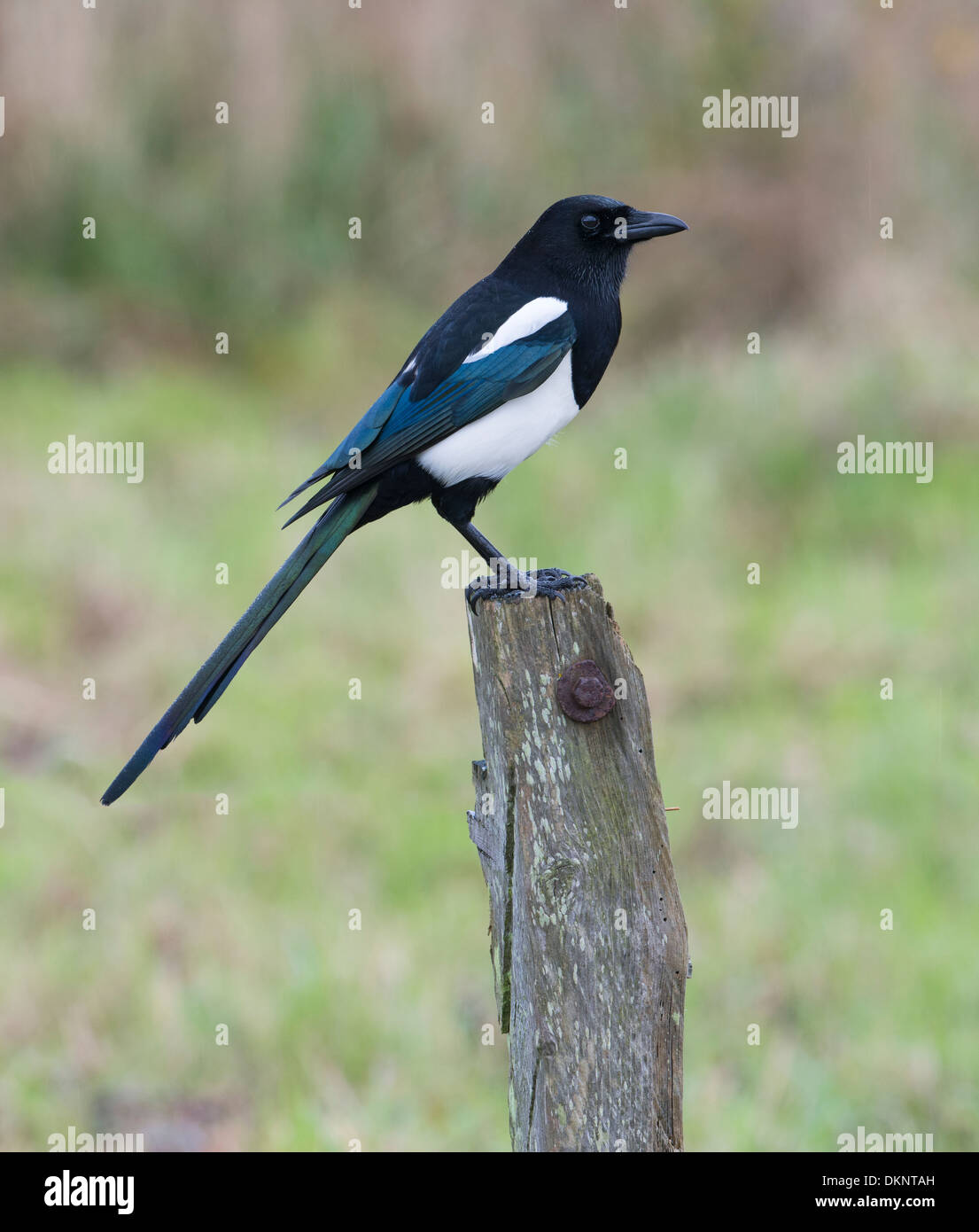 Eurasian Magpie, (pica pica) Stock Photo