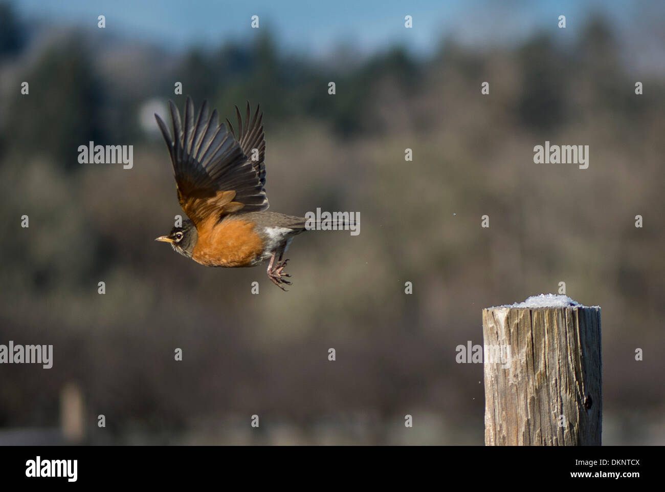 Unusually cold temperatures hires stock photography and images Alamy