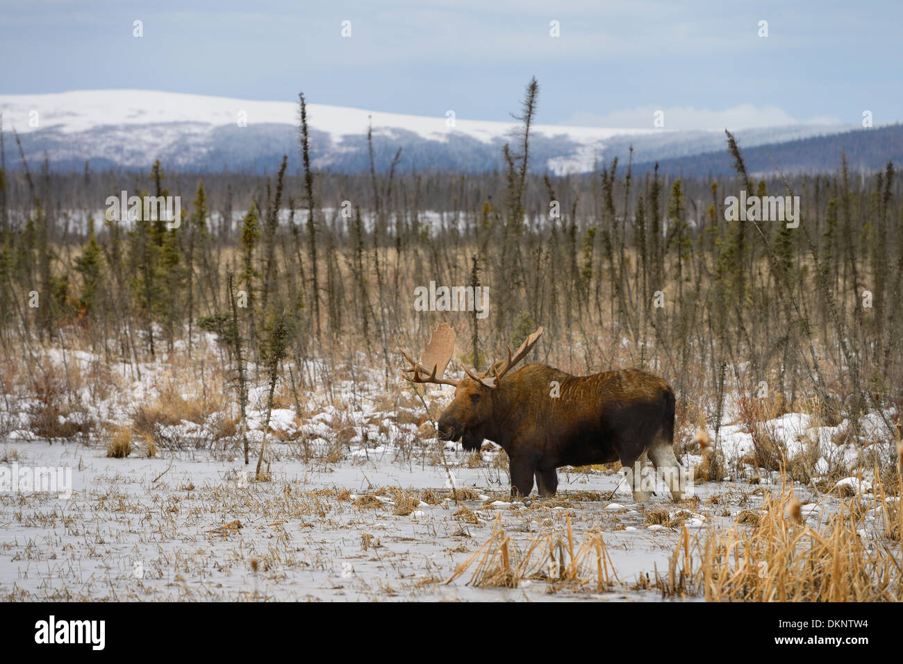 Male bull moose with palmate antlers wading in frozen pond along the Dalton Highway Alaska USA Stock Photo