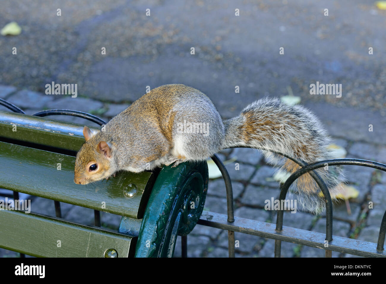 Squirrel burying nuts hires stock photography and images Alamy