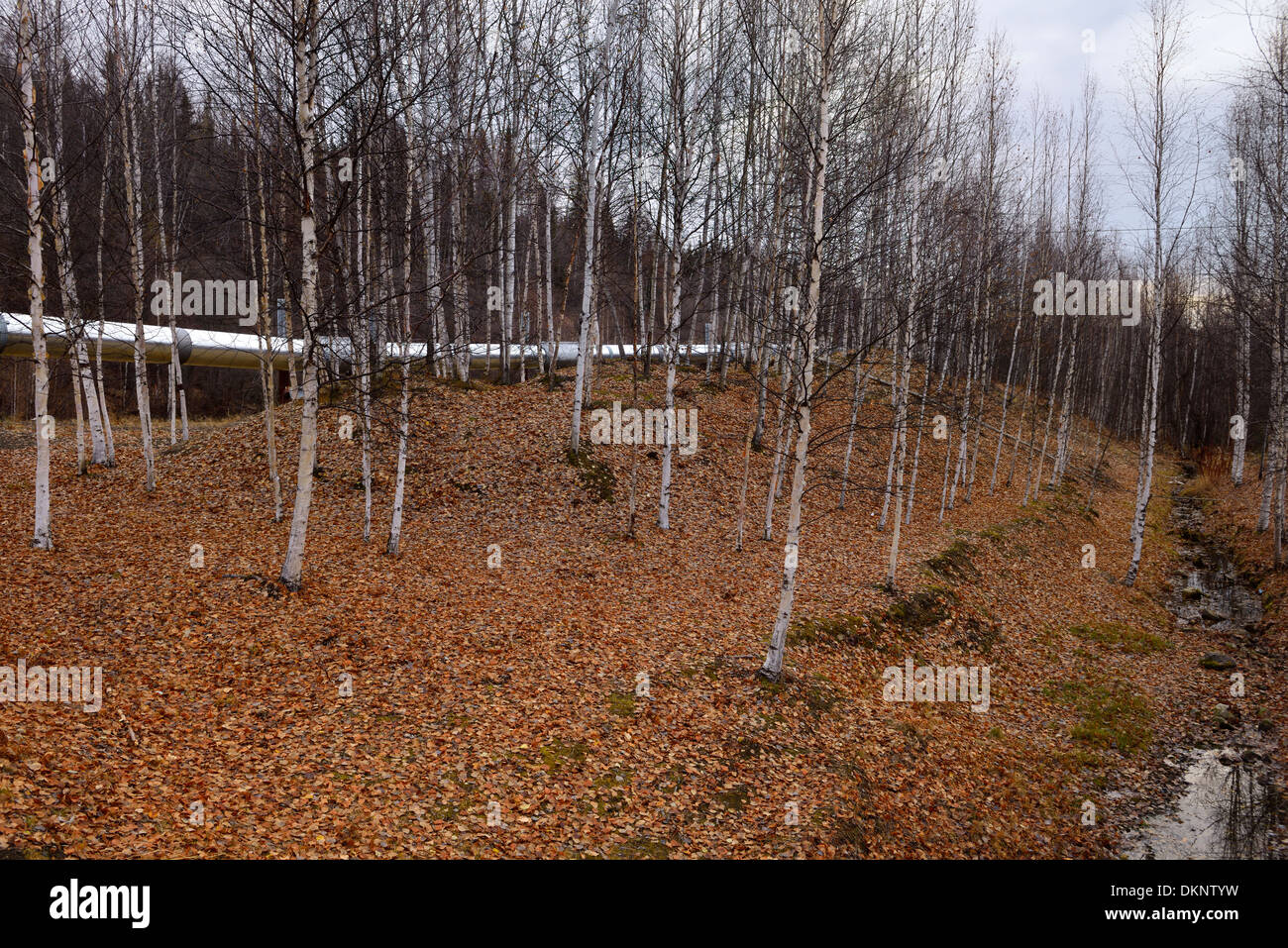 Alyeska elevated Trans Alaska crude oil pipeline near Fairbanks with birch forest and stream in the Fall Stock Photo