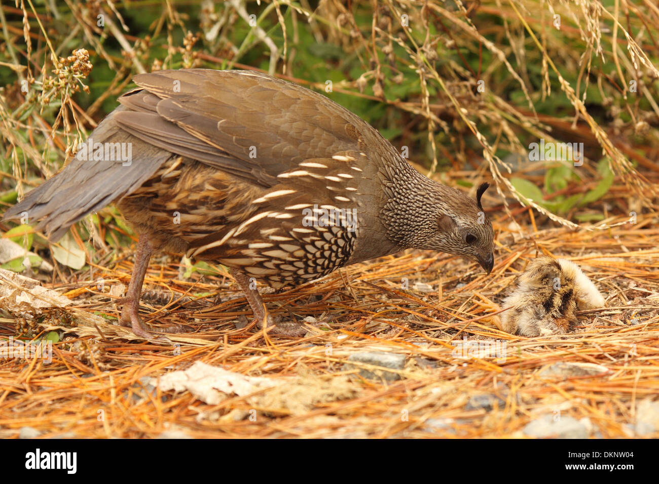 California quail babies hi-res stock photography and images - Alamy