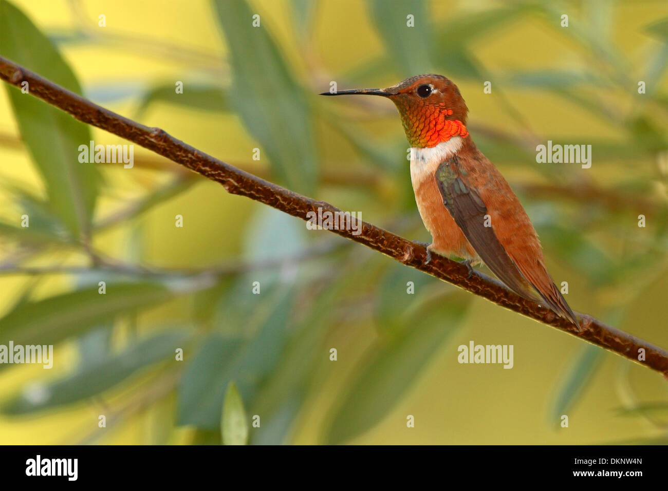 A resting Rufous Hummingbird in bright courtship plumage. Stock Photo