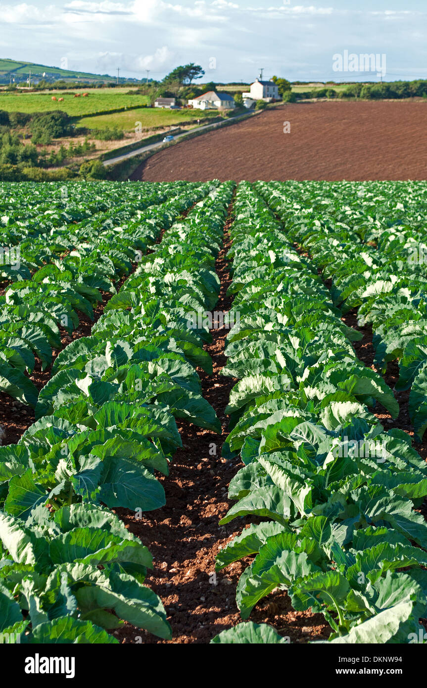 A cabbage field in Cornwall, UK Stock Photo