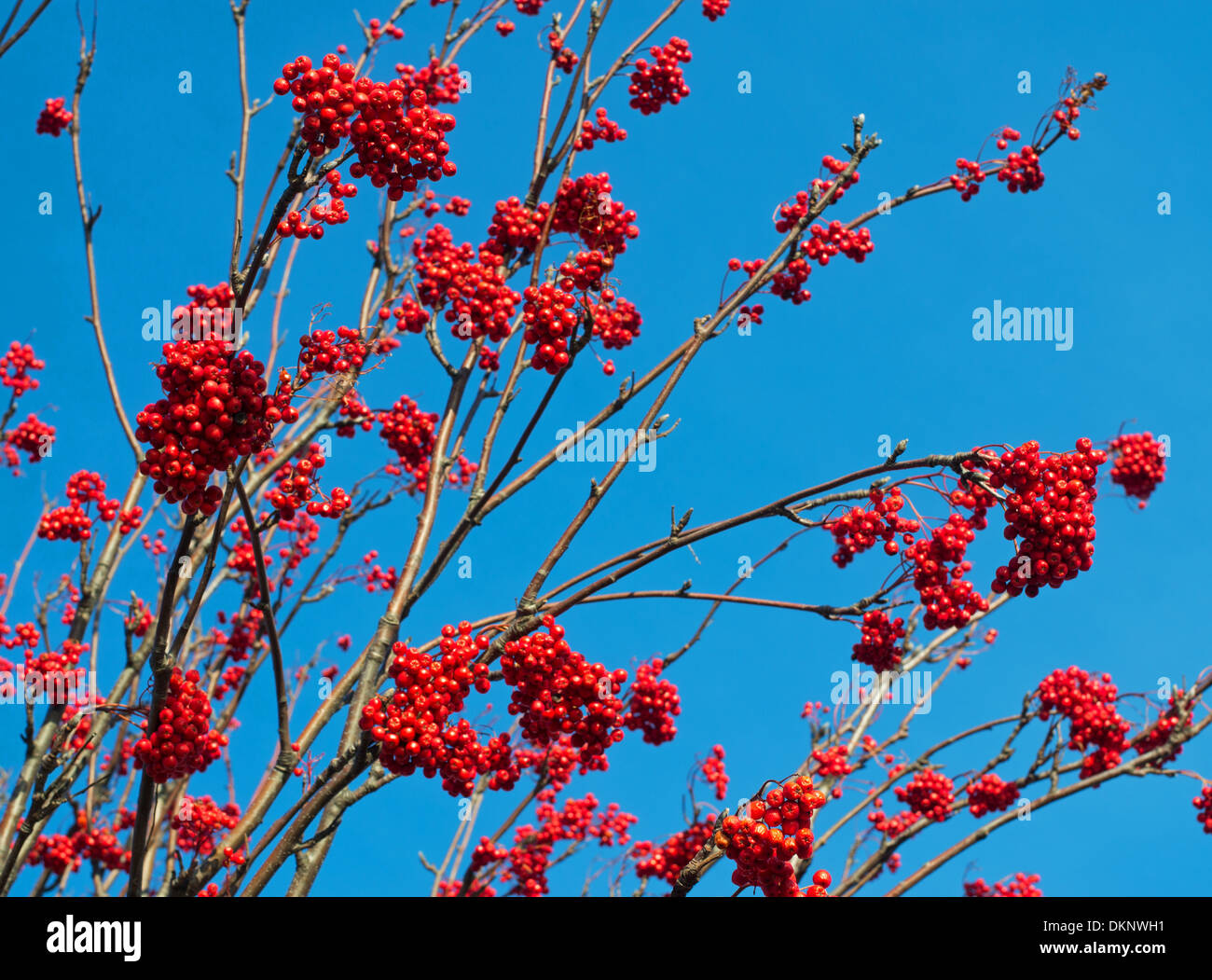 Berries on Rowan tree or Mountain Ash  ( Sorbus  Rosaceae) Sunderland, north east England UK Stock Photo