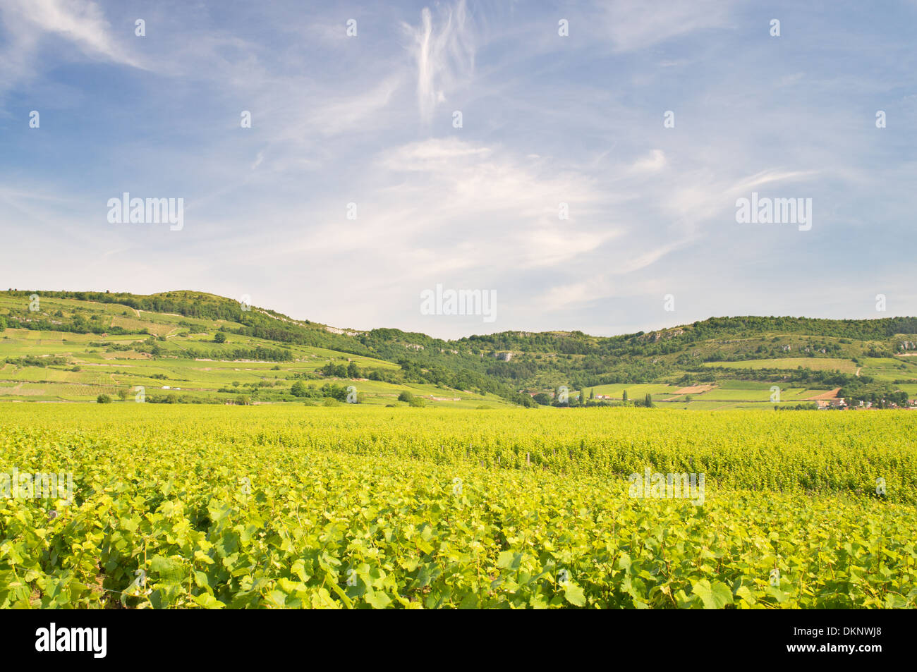 Vineyard in early summer beneath blue sky with wispy clouds, near Santenay, France, Europe Stock Photo