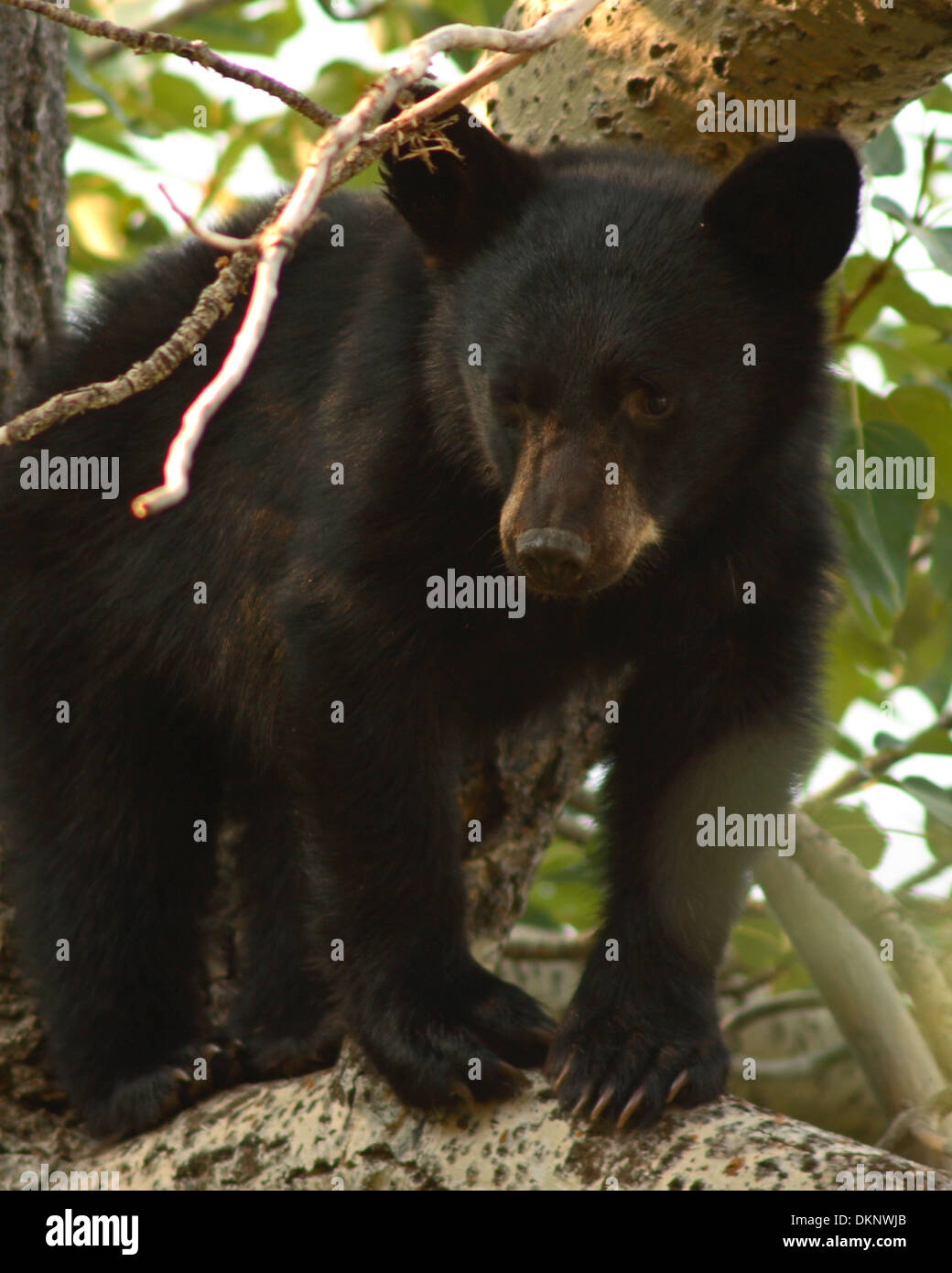 Montana black bear cub hi-res stock photography and images - Alamy
