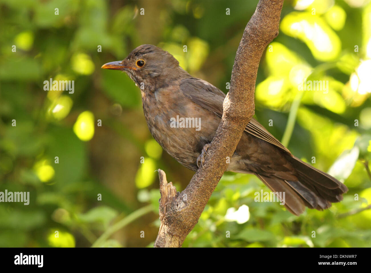A female European Blackbird on a forest perch. Stock Photo