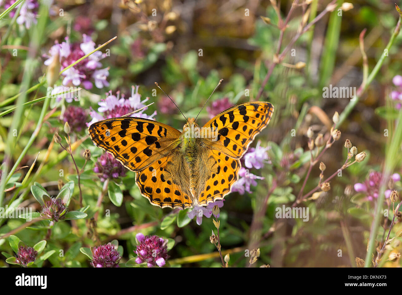 Queen of Spain Fritillary butterfly (Issoria lathonia) nectaring in early morning sun on the Col des Fillys in the French Alps Stock Photo
