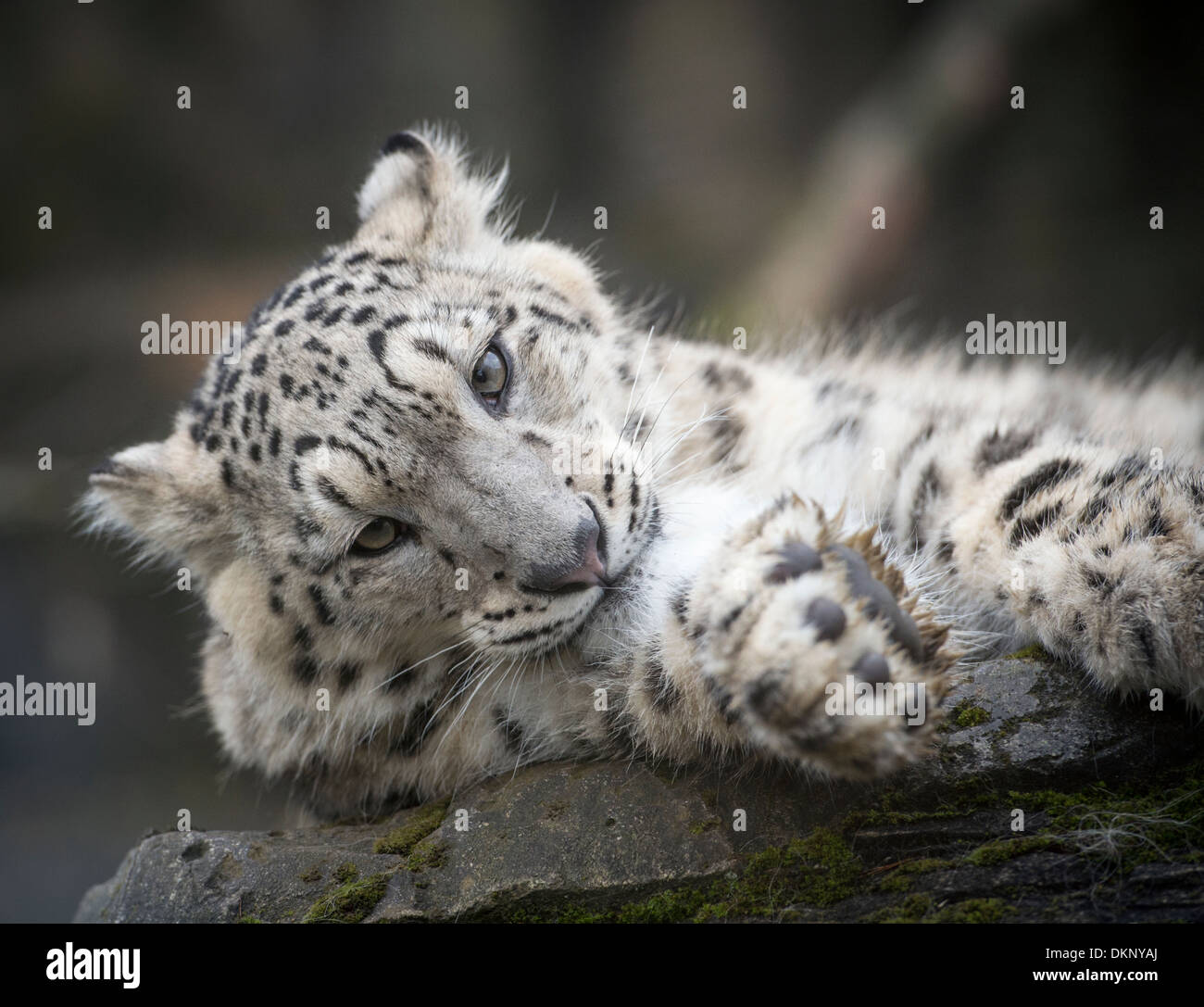 Male snow leopard cub lying on rock Stock Photo