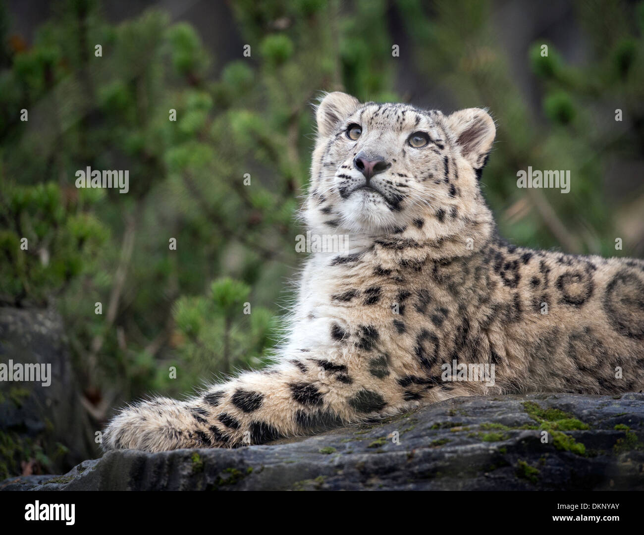 Male snow leopard cub looking up Stock Photo