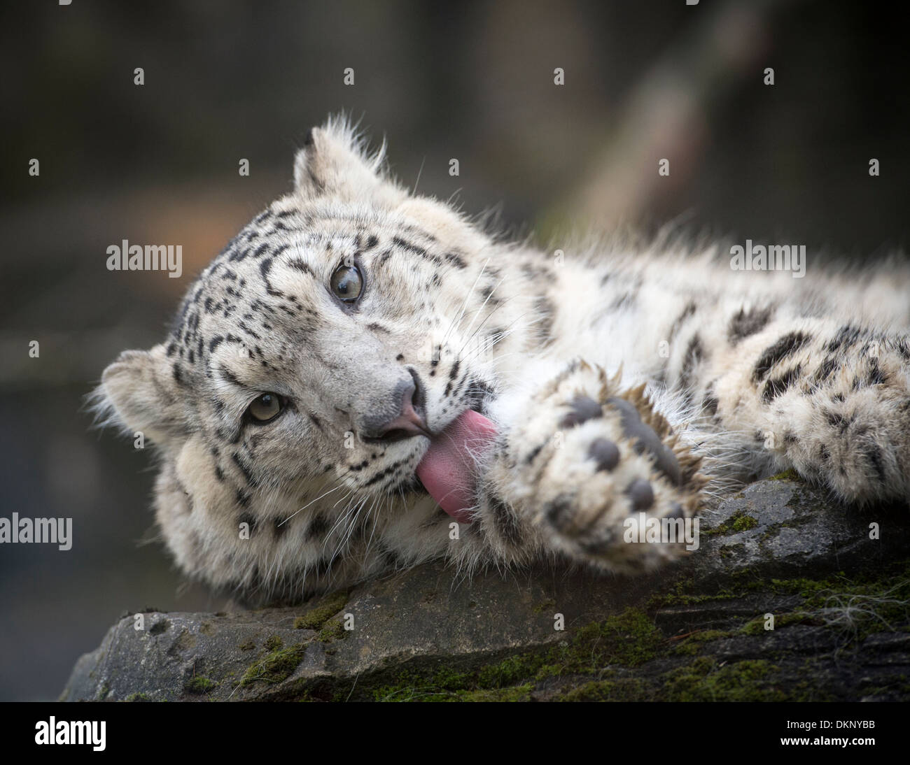 Male snow leopard cub licking paw Stock Photo