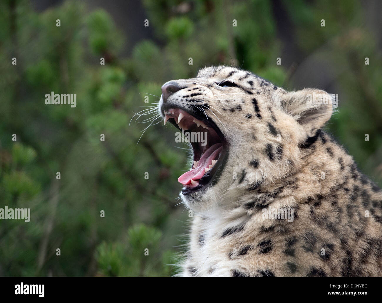 Male snow leopard cub yawning Stock Photo